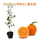 不知火(しらぬい) 「デコポン」 13.5cm(4.5号)ポット 樹高40〜50cm 接ぎ木苗 苗木 柑橘苗 果樹苗 実のなる木 国産 記念樹 植木 庭木 鉢物...