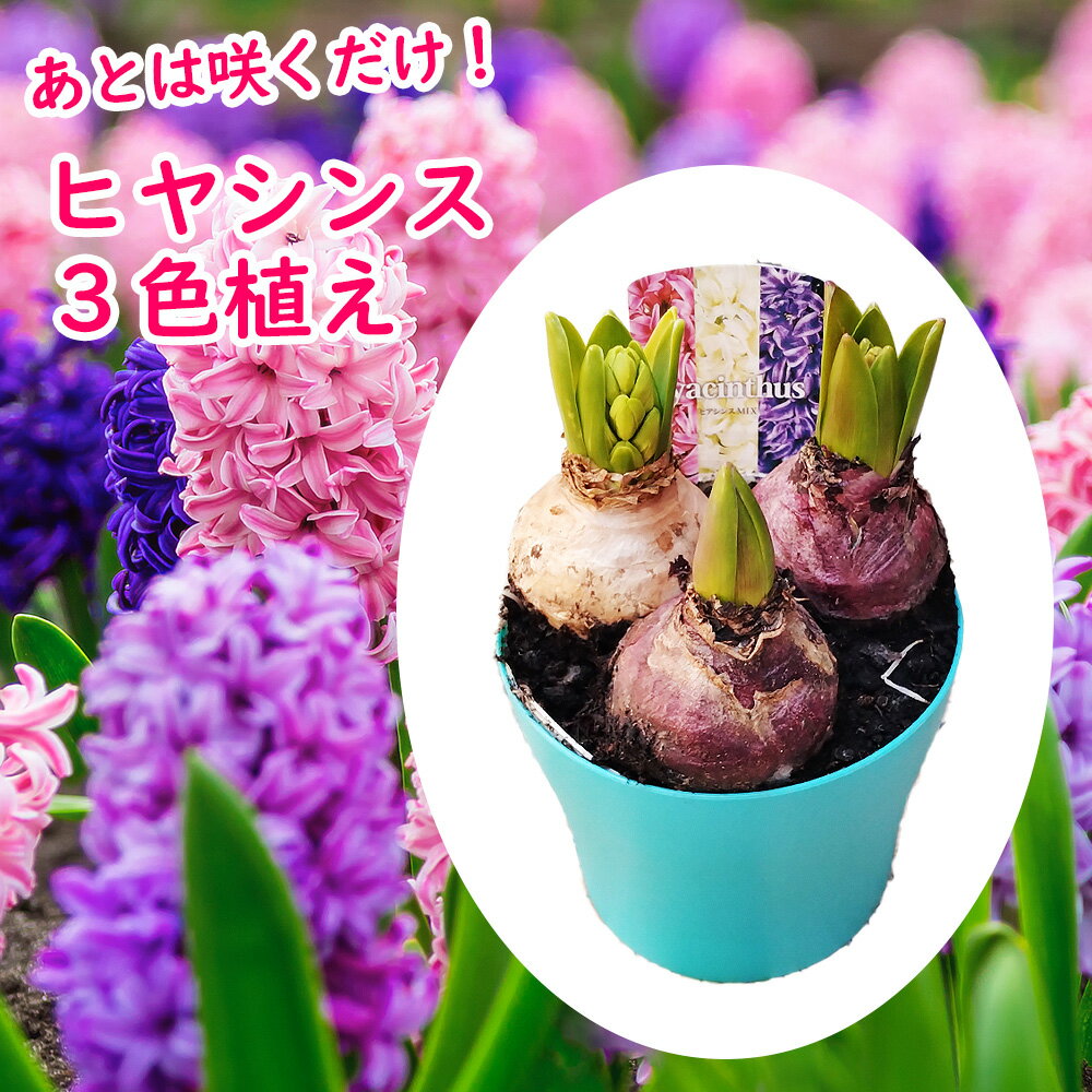 「ヒヤシンス3色植え」4号プラスチック鉢(直径12cm)あとは咲くだけ桃白紫ピンクパールデレフトブル