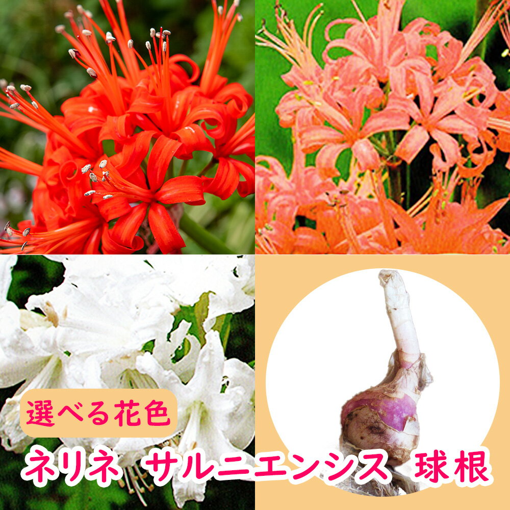選べる花色「 ネリネ 球根 」 ダイヤモンドリリー サルニエンシス 姫彼岸花 ヒメヒガンバナ 球根 宿根 ..