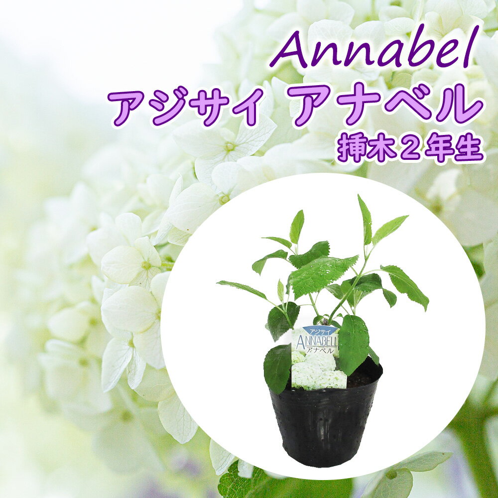 【 2023年開花見込み株 】アジサイ アナベル 苗 【 アナベル 】挿木2年生 12cmポット苗 苗木 西洋アジサイ アメリカノリノキ アメリカあじさい ワイルドハイドランジア 紫陽花 庭木 植木 花木 落葉 庭木 生垣 庭木 鉢物 シンボルツリー 記念樹 プレゼント ギフトのサムネイル
