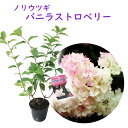 【 ノリウツギ 「 バニラストロベリー 」 】10.5cmポット苗 苗 苗木 アジサイ ピラミッドアジサイ 紫陽花 糊空木 ミナヅキ 庭木 植木 花木 落葉 庭...