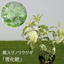 ノリウツギ 苗 【 斑入りノリウツギ「 雪化粧 ( ゆきげしょう ) 」 】4号鉢(12cmポット)苗 苗木 ピラミッドアジサイ 庭木 植木 花木 落葉 庭木 ...