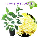 【 ノリウツギ 「 ライムライト 」 】9cmポット苗 苗木 アジサイ ピラミッドアジサイ 紫陽花 糊空木 ミナヅキ 庭木 植木 花木 落葉 庭木 生垣 庭木 ...