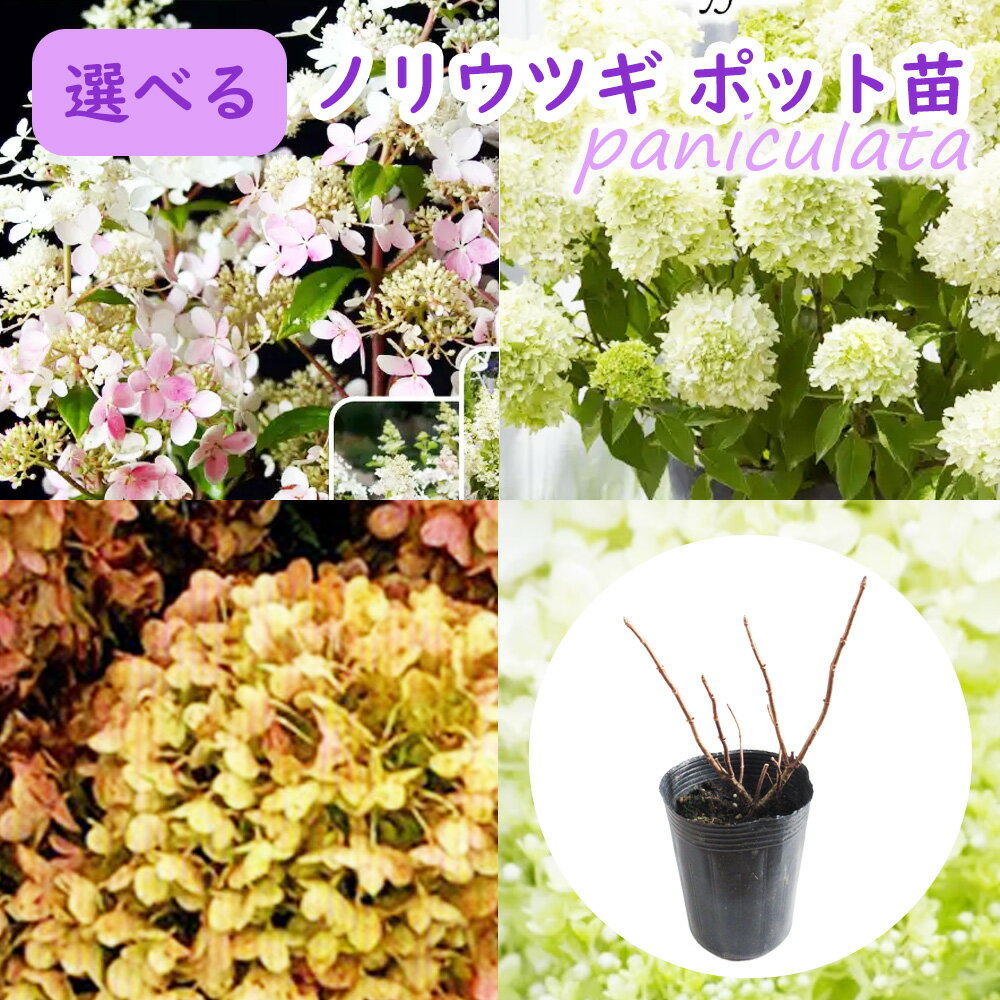 選べる品種 【 ノリウツギ ( ピラミッドアジサイ ) 】9cmロングポット苗 苗木 アジサイ 紫陽花 ミナヅキ 庭木 植木 花木 落葉 庭木 生垣 庭木 鉢物 シンボルツリー 記念樹 プレゼント ギフトのサムネイル