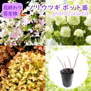 【花終わり剪定株】選べる品種 【 ノリウツギ ( ピラミッドアジサイ ) 】9cmロングポット苗 苗木 アジサイ 紫陽花 ミナヅキ 庭木 植木 花木 落葉 庭木...