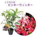 【 ノリウツギ 「 ピンキーウィンキー 」 】挿木2年生苗株 10.5cmポット苗 樹高約30cm 苗 苗木 アジサイ ピラミッドアジサイ 紫陽花 糊空木 ミナ...