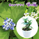 【 花終わり 】 常山アジサイ 『 碧の瞳 ( あおのひとみ ) 』 10.5cmポット苗 苗木 常山紫陽花 常山 ディクロア ジクロア 庭木 植木 花木 落葉...