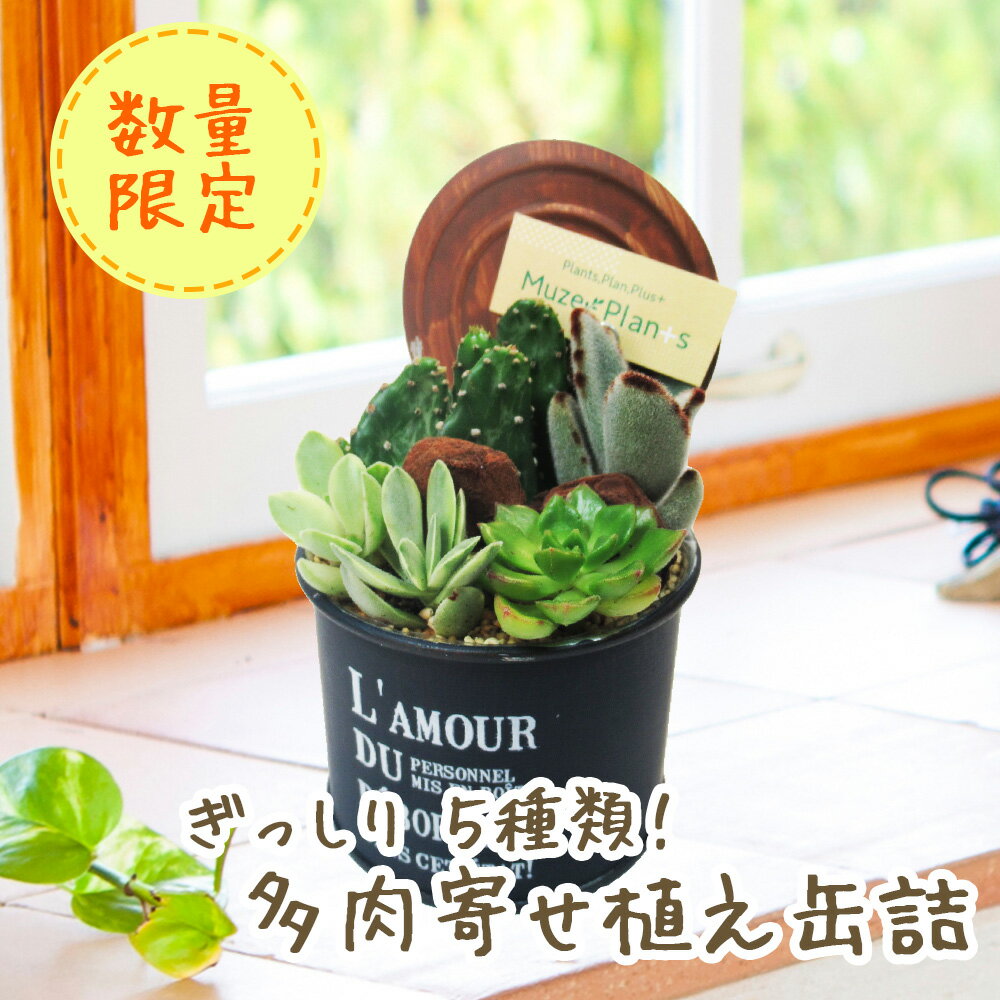 【 数量限定 】多肉・サボテン寄せ植え缶詰 オシャレなブリキ缶に多肉植物・サボテンを5種類植えこんであります 多肉 植物 サボテン インテリア プレゼント ギフト カクタス cactus 【 送料無料 】