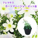 常緑クレマチス 「 カートマニー ジョー 」9cmポット つる性 ガーデニング ハンギング 庭木 宿根草 多年草 Clematis Cartmanii 'JOE'