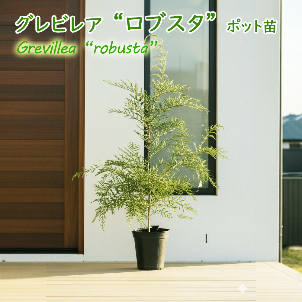 グレビレア 「 ロブスタ 」 ポット苗 15cmポット 樹高約50～60cm ハゴロモノキ 羽衣の木 オージープラ..