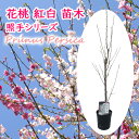 選べる 花桃 照手シリーズ 苗 苗木 6号鉢 樹高約60cm ハナモモ ケモモ 照手白 照手紅 シンボルツリー 景観樹 記念樹
