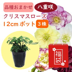 https://thumbnail.image.rakuten.co.jp/@0_mall/fujiengei/cabinet/flowers/others/helleborus/xryo12sum-03.jpg