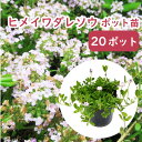 「 ヒメイワダレソウ 20ポット 」苗 9cmポット 姫岩垂草 姫岩垂 岩垂 イワダレソウ リピア リッピア グラウンドカバー グランドカバー 土止め 芝生 目...