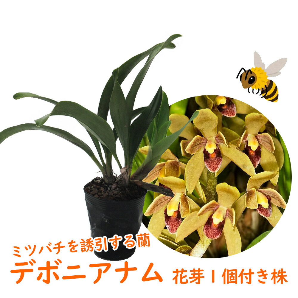 【 花芽1個付き 】シンビジウム 原種 「 デボニアナム 」4号(12cm)ポット ニホンミツバチを誘引する ミツバチ蘭 キンリョウヘン 金稜辺 茶色花