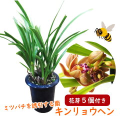 https://thumbnail.image.rakuten.co.jp/@0_mall/fujiengei/cabinet/flowers/others/kinryohen/kinryohensum5me02.jpg