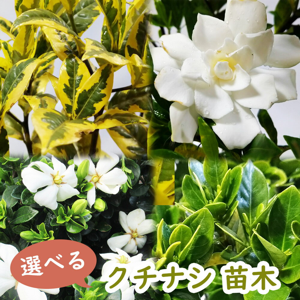 【 選べる 】クチナシ 苗 苗木 15cmポット 樹高約25～40cm 梔子 香木 三大香木 植木 庭木 生垣 コクチナシ ヒメクチナシ オオヤエクチナシ マルバクチナシ 斑入りクチナシ 子梔子 姫梔子 大八重梔子 丸葉梔子 斑入梔子