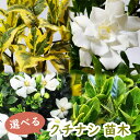 【 選べる 】クチナシ 苗 苗木 15cmポット 樹高約25～40cm 梔子 香木 三大香木 植木 庭木 生垣 コクチナシ ヒメクチナシ オオヤエクチナシ マルバクチナシ 斑入りクチナシ 子梔子 姫梔子 大八重梔子 丸葉梔子 斑入梔子