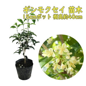 ギンモクセイ 苗 苗木 15.0cmポット 樹高約40cm 銀木犀 三大香木 植木 庭木 生垣 シンボルツリー ポプリ モイストポプリ 金木犀