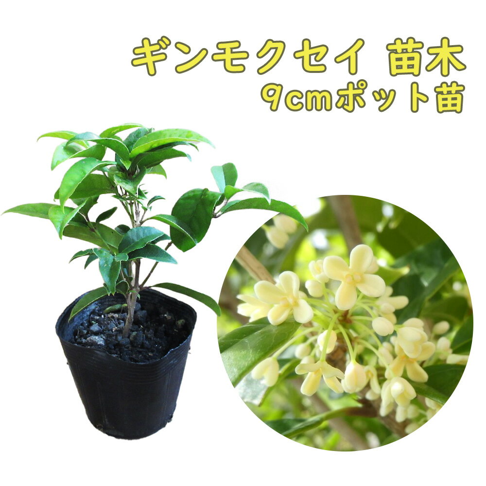 ギンモクセイ 苗 苗木 9cmポット 樹高約10cm 銀木犀 三大香木 植木 庭木 生垣 シンボルツリー ポプリ モイストポプリ 金木犀