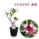【花終わり 】ジンチョウゲ 苗 苗木 沈丁花『赤花』1株 3.5号鉢 樹高約20cm 三大香木 生垣 生け垣 庭木 植木 常緑 中低木 シンボルツリー 記念樹 ...