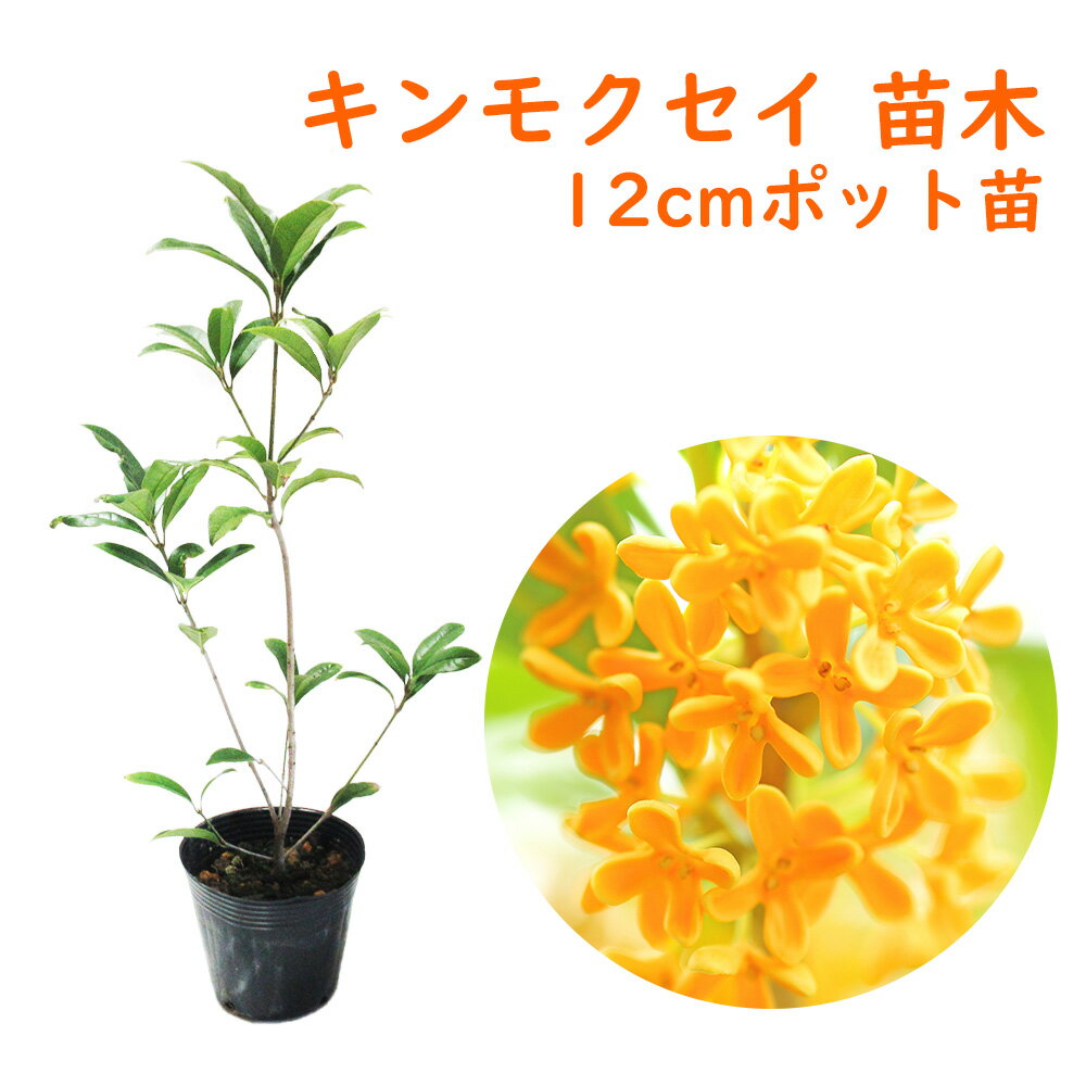 キンモクセイ 苗 苗木 12cmポット 樹高約30～40cm 金木犀 三大香木 植木 庭木 生垣 シンボルツリー ポプリ モイストポプリ