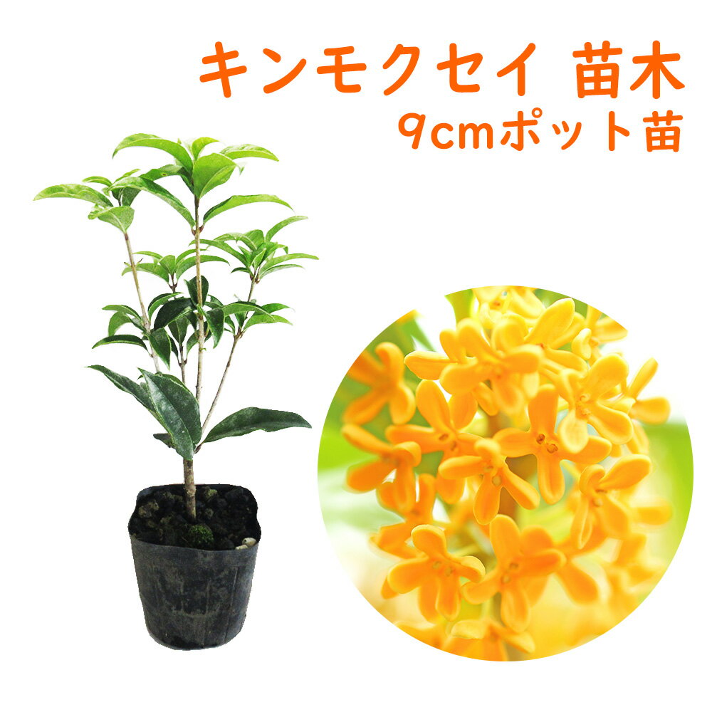 キンモクセイ 苗 苗木 9cmポット 樹高約15cm 金木犀 三大香木 植木 庭木 生垣 シンボルツリー ポプリ モイストポプリ