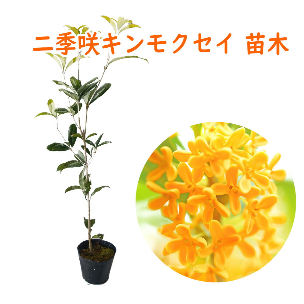 二季咲キンモクセイ 苗 苗木 12cmポット 樹高約30～40cm 三大香木 植木 庭木 生垣 キンモクセイ 金木犀 木犀 四季咲 シンボルツリー ポプリ モイストポプリ