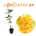 二季咲キンモクセイ 苗 苗木 12cmポット 樹高約30～40cm 三大香木 植木 庭木 生垣 キンモクセイ 金木犀 木犀 四季咲 シンボルツリー ポプリ モイストポプリ