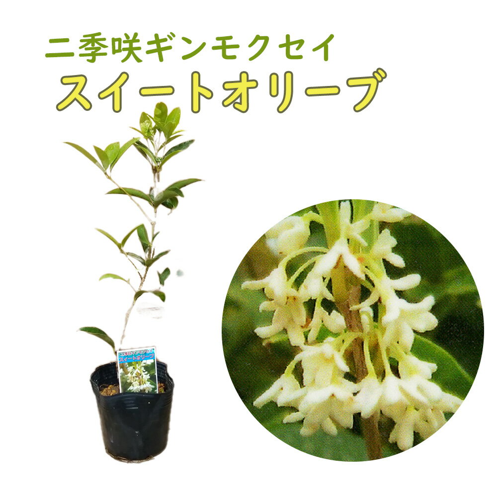 二季咲ギンモクセイ 苗 苗木 「 スイートオリーブ 」 12cmポット 樹高約30～40cm 三大香木 植木 庭木 生垣 ギンモクセイ 銀木犀 木犀 四季咲 シンボルツリー ポプリ モイストポプリ