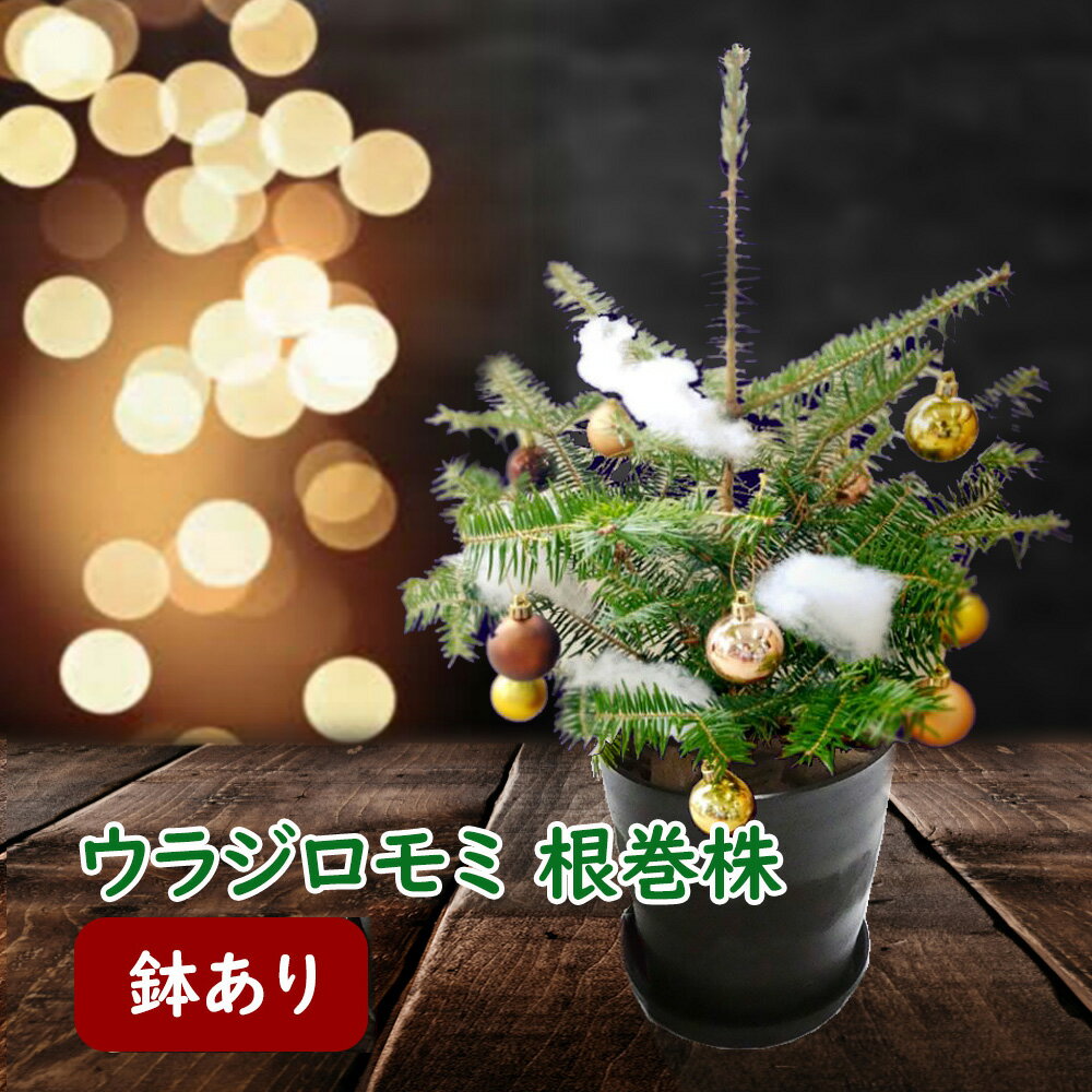 楽天市場】クリスマスツリー 本物 もみの木の通販 楽天市場】クリスマスツリー 本物 もみの木の通販