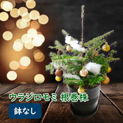 https://thumbnail.image.rakuten.co.jp/@0_mall/fujiengei/cabinet/flowers/others/momi/momisum02.jpg