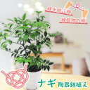 観葉植物 「 ナギノキ 」 4号鉢 陶器鉢 梛 なぎ 梛の木 梛の樹 なぎの木 椥 竹柏 縁起物 縁起もの 御神木 縁結び 御守 お守り 結婚記念 金婚式 銀婚...