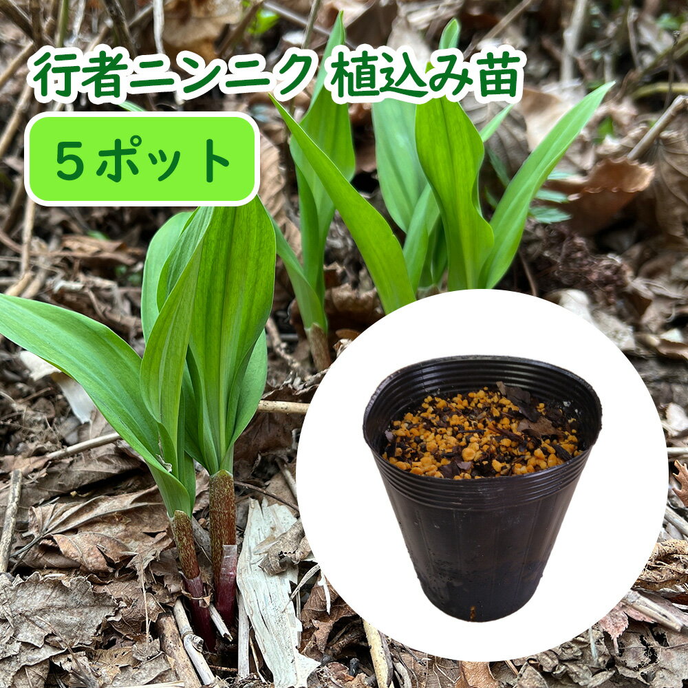 行者ニンニク 植え込み苗12cmポットに3芽植え込みました ギョウジャニンニク アイヌネギ エゾネギ ヒトビル ヤマニンニク 山菜 滋養強壮