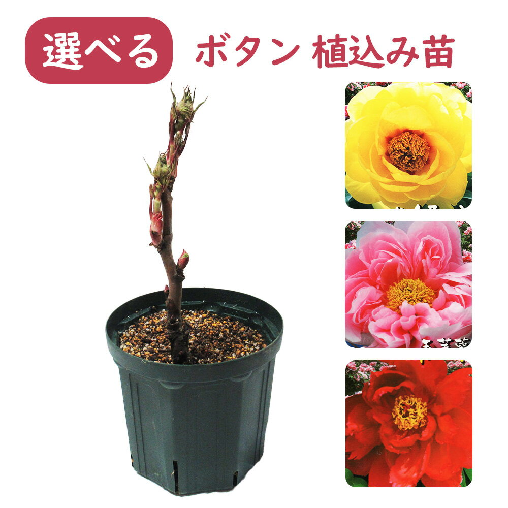 選べる 「 ボタン ( 牡丹 )植え込み苗 」7号鉢(21cmポット) 苗 苗木 新日月錦 朝日港 玉芙蓉 新国色 関西明石潟 ハイヌーン 鎌田藤 花王 庭木 生垣 植木 造園 ガーデニング シンボルツリー 記念樹 プレゼント ギフト