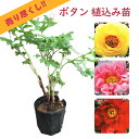 【花終わり・売り尽くし50%OFF 】選べる 「 ボタン ( 牡丹 )植え込み苗 」21cmポット 苗 苗木 新日月錦 朝日港 玉芙蓉 新国色 関西明石潟 ハイヌーン 鎌田藤 花王 庭木 生垣 植木 造園 ガーデニング シンボルツリー 記念樹 プレゼント ギフト