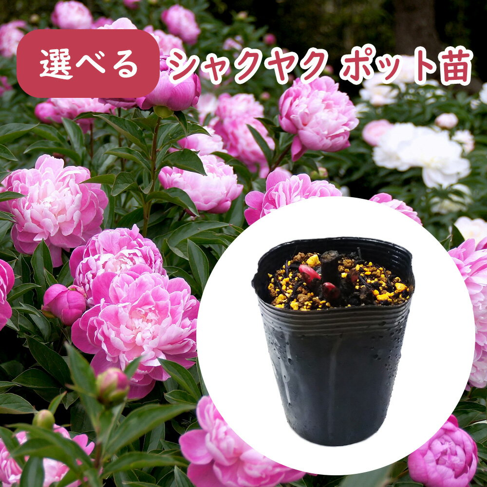 【送料無料】【160本セット】 クロマツ 樹高0.5m前後 10.5cmポット くろまつ 黒松 苗 植木 苗木 庭 生垣 山林苗 目隠し