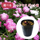 選べる「 シャクヤク ( 芍薬 ) ポット苗 」12cmポット 庭木 生垣 芍薬 ピオニー 植木 造園 ガーデニング シンボルツリー 記念樹 プレゼント ギフト