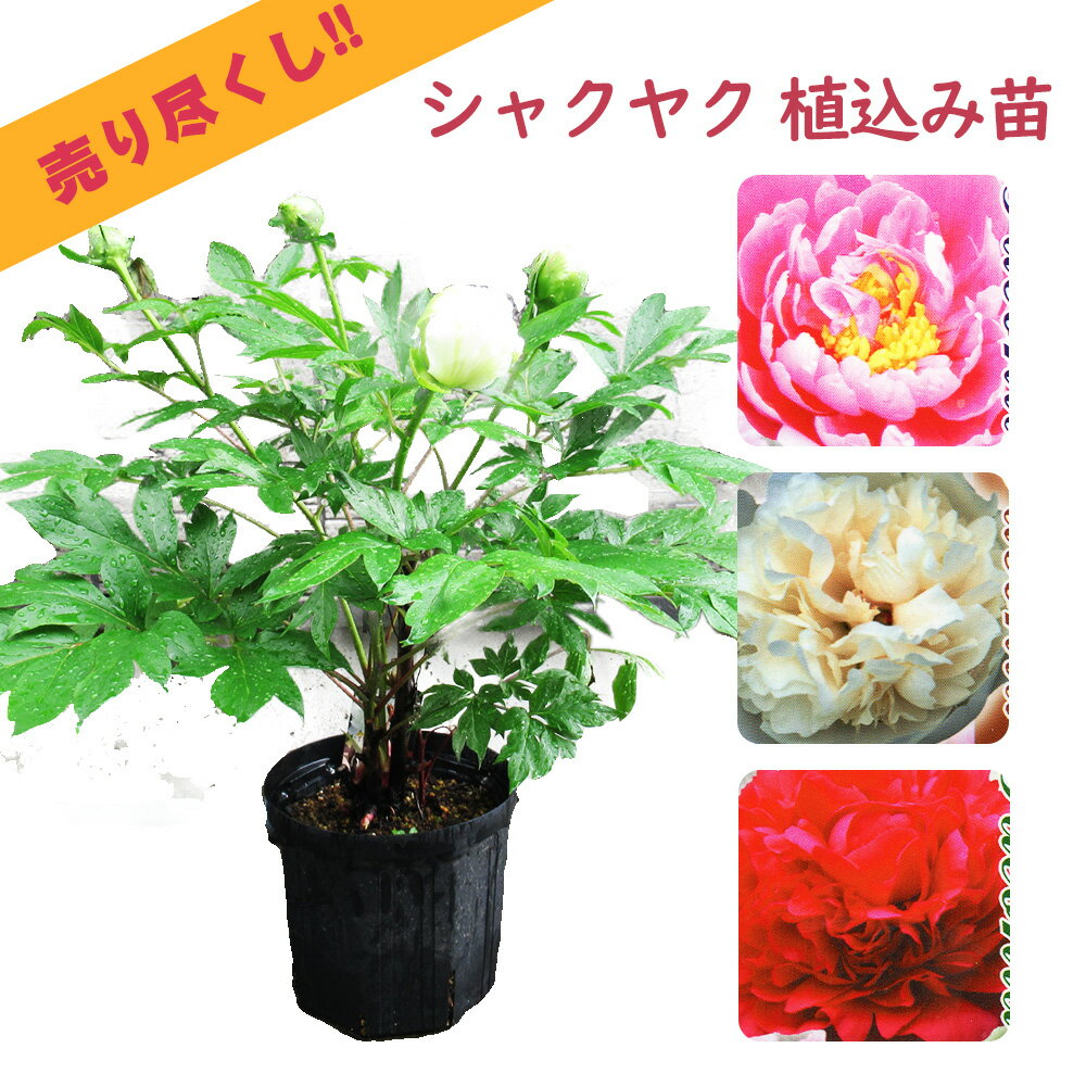 選べる「 シャクヤク ( 芍薬 ) 植え込み苗 」6号鉢 4月上旬に植えこみました 肥料 施肥済み！ 庭木 生垣 芍薬 ピオニー 植木 造園 ガーデニング シンボルツリー 記念樹 プレゼント ギフトのサムネイル