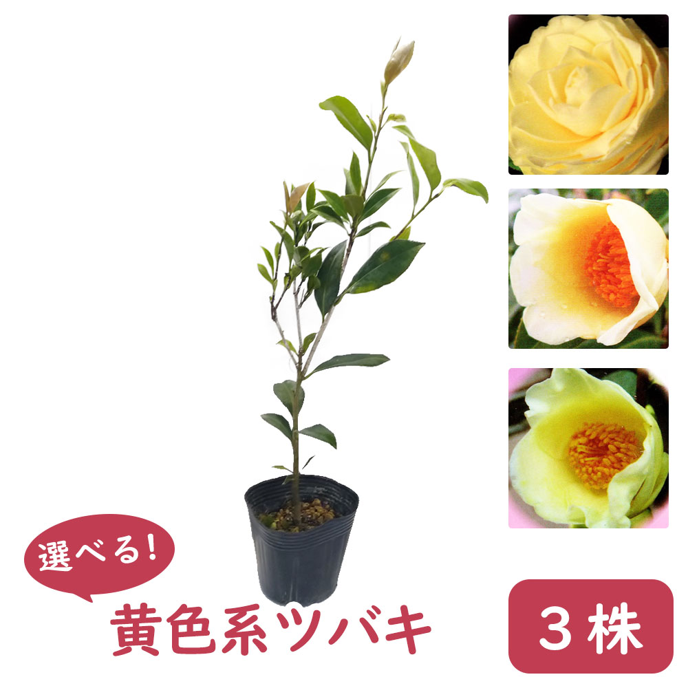 選べる 「 黄色系椿 」【3株】 苗 苗木 12cmポット 花芽なし 樹高約45cm 椿 黄の旋律 黄の御前 初黄 かぎろひ 庭木 生垣 植木 造園 ガーデニング シンボルツリー 記念樹 プレゼント ギフト