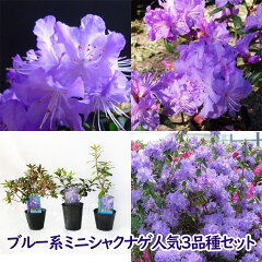 https://thumbnail.image.rakuten.co.jp/@0_mall/fujiengei/cabinet/flowers/tsutsuji/blue/3shusum02.jpg