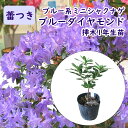 【 蕾なし 】ブルー系ミニシャクナゲ 『 ブルーダイヤモンド 』YH-002 樹高10cm 9cmポット 挿し木2年生株 石楠花 ブルーツツジ ミニシャクナゲ ...
