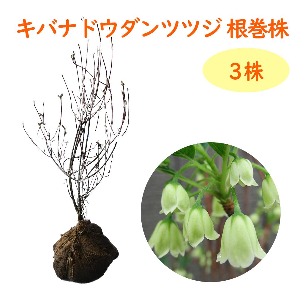 キバナドウダンツツジ 樹高50cm前後 根巻株 苗 苗木 黄花 黄花ドウダン ドウダンツツジ 灯台 灯台躑躅 満天星 満天星躑躅 躑躅 庭木 植木 目隠し 生垣 シンボルツリー 造園