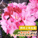 【スーパーセール5%OFF】希少種 八重咲き 信濃 ツツジ 苗 苗木「 ジョンエルチェルサー 」挿木2年生株 13.5cmポット 3-7-3 樹高約30cm 信濃ツツジ シナノツツジ 信濃躑躅 躑躅 エクスバリーアザレア 芳香 庭木 植木 記念樹 シンボルツリー 落葉樹 中低木