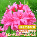 希少種 八重咲き 信濃 ツツジ 苗 苗木「 ピンクスターコスモス 」挿木2年生株 13.5cmポット 樹高約30cm 信濃ツツジ シナノツツジ 信濃躑躅 躑躅 ...