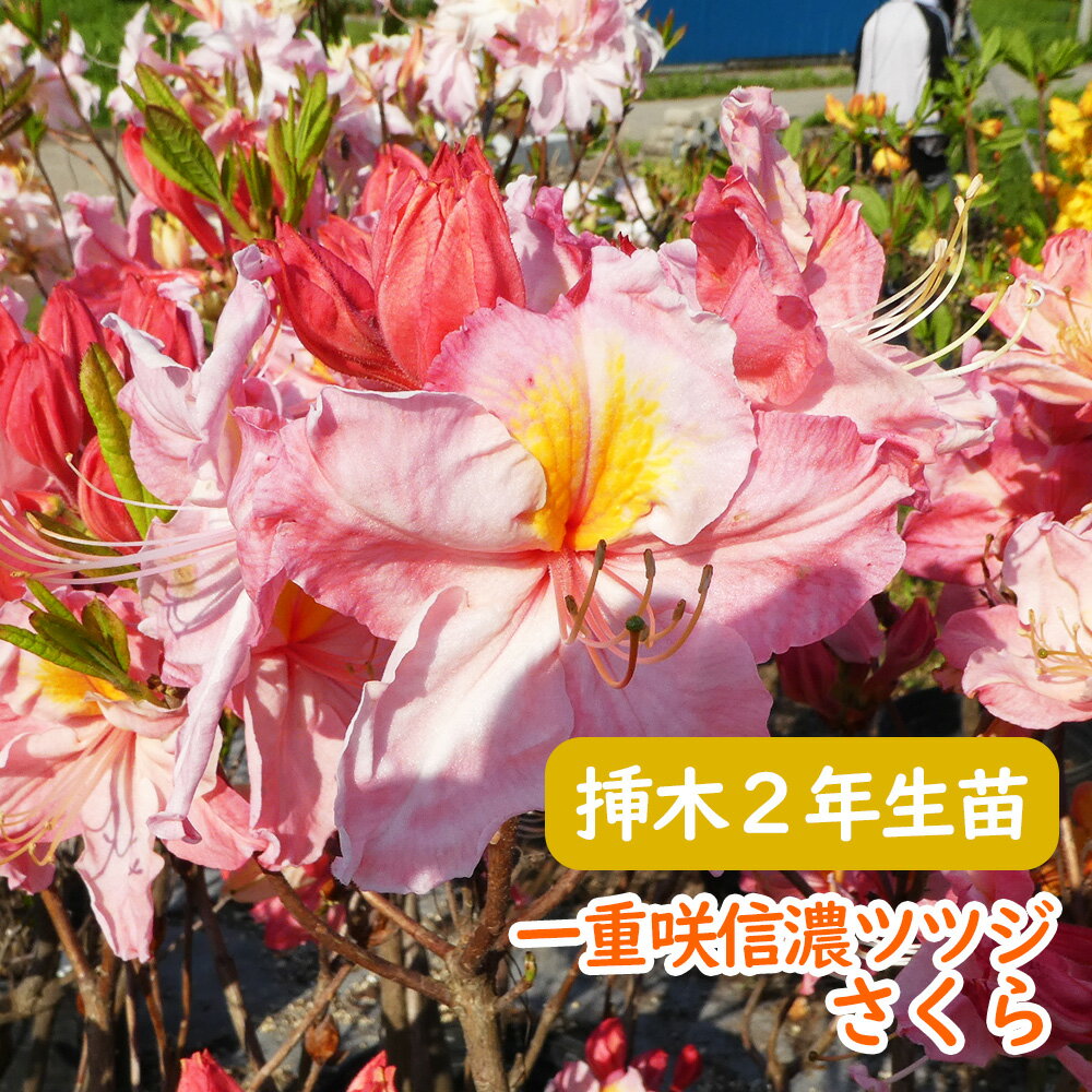 希少種 一重咲き 信濃 ツツジ 苗 苗木「 さくら 」挿木2年生株 13.5cmポット 樹高約30cm 3-6-1 香りのするツツジです 信濃ツツジ シナノツツジ 信濃躑躅 躑躅 エクスバリーアザレア 芳香 庭木 植木 記念樹 シンボルツリー 落葉樹 中低木のサムネイル