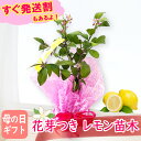 【 遅れてごめんね! 】母の日ギフト「花芽つき レモン 鉢植え」6号鉢 樹高約30cm ラッピング 小さな花芽がいくつもついた株! お手元で花が咲き実がなり成長...