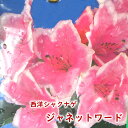 西洋シャクナゲ  苗 苗木 接木2年生 5号鉢 樹高約20～30cm ギフト プレゼント 庭木 植木 生垣 シンボルツリー 石楠花 石南花 ロードデンドロン セイヨウシャクナゲ 覆輪咲き 鉢物 鉢花 花鉢 常緑 記念樹