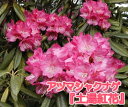 【 蕾なし 】アズマシャクナゲ『 土湯紅花 』 T217 樹高25cm 石楠花 苗 苗木 生垣 庭木 植木 記念樹 常緑樹 紅葉 低木 中低木