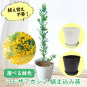 【 植え替え不要 】選べる鉢色 ミモザアカシア 植え込み苗6号鉢 樹高約40cm 苗 苗木 アカシア ミモザ ギンヨウアカシア 銀葉アカシア 銀葉 シルバーリーフ 庭木 生垣 庭木 鉢物 シンボルツリー 記念樹 プレゼント ギフト