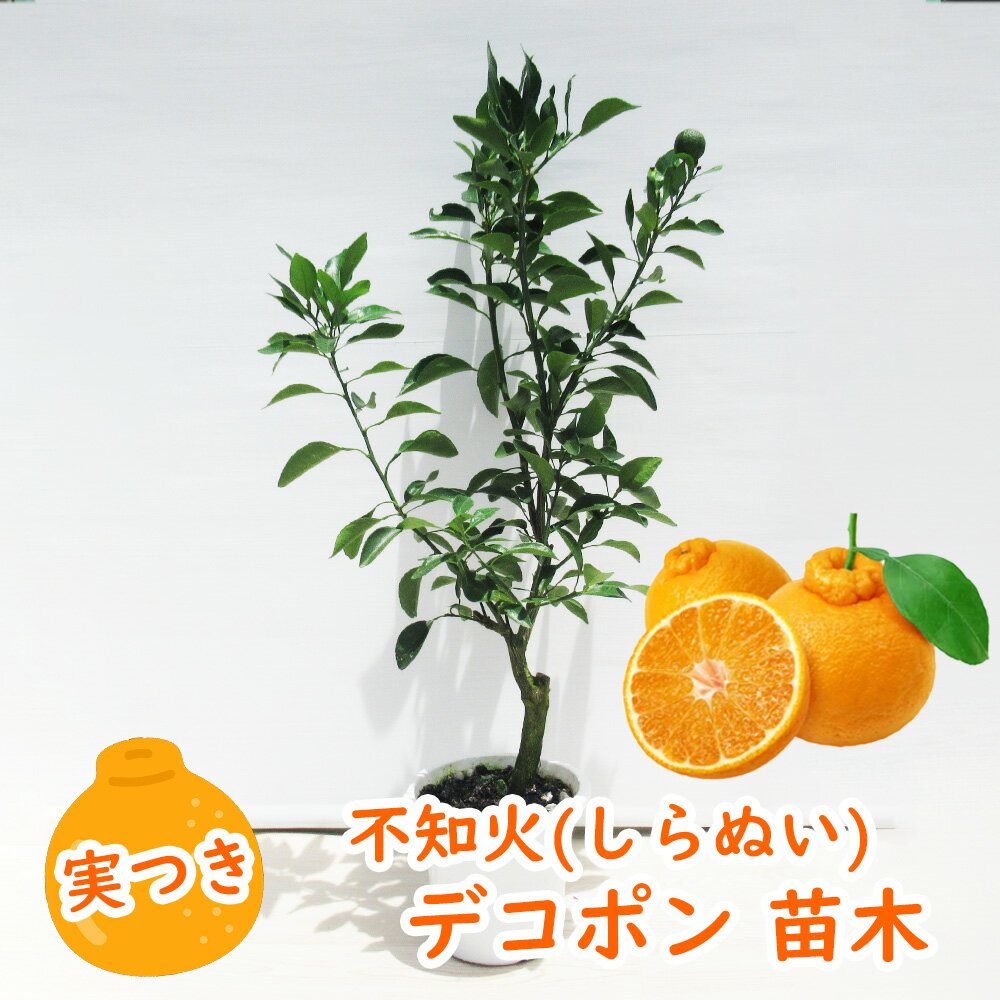 不知火(しらぬい) 「デコポン」 13.5cm(4.5号)ポット　樹高40～50cm 接ぎ木苗 苗木 柑橘苗 果樹苗 実のなる木 国産 無農薬 記念樹 植木 庭木 鉢物 プレゼント ギフト 出産祝い 新築祝いのサムネイル